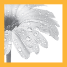 Back to Subtle Aromatics Home Page