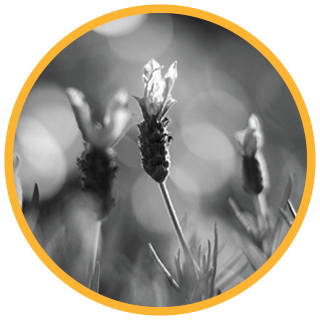 lavender image